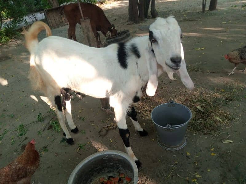 بکرا برائے فروخت 2