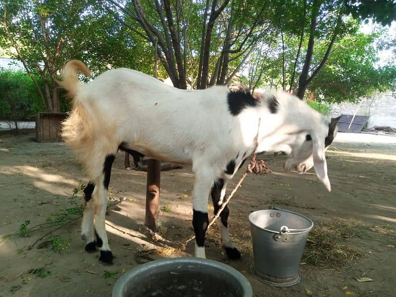 بکرا برائے فروخت 3