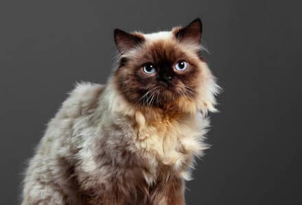 Himalayan Female Cat & White Male Kitten for adoption