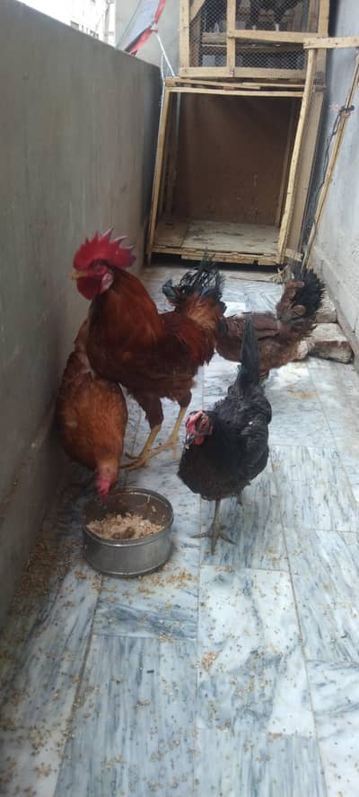 1 murgha 3 murghi urgent sale