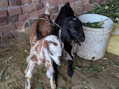 Maki Chenni or Dasi ka Crose Bakri For sale 03261055540_03047949297