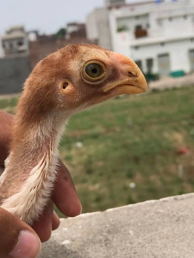 parrot beak 1 piece chick  available