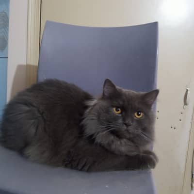 Persian Male Cat for Sale