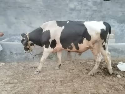Holstein Friesian bull