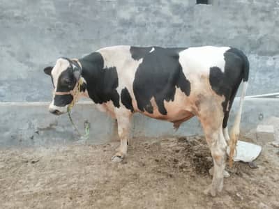 Holstein Friesian bull. 03447648339
