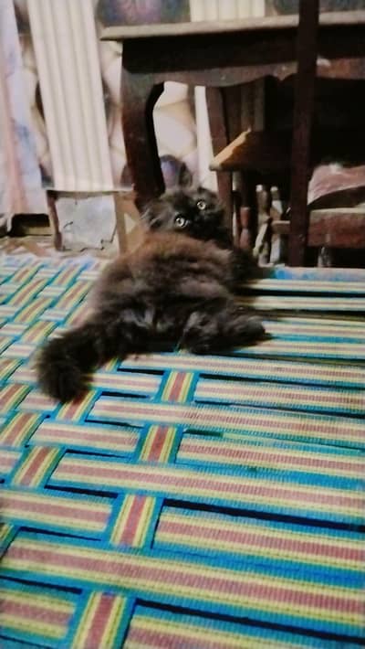 pure Persian kittens