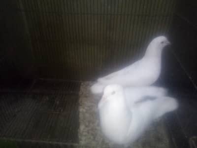 King pigeon or sherazi pigeon