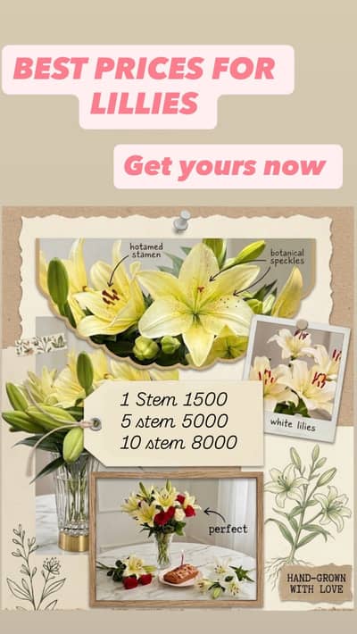 White lilies cheap price