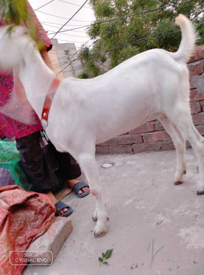 qurbqni goat
