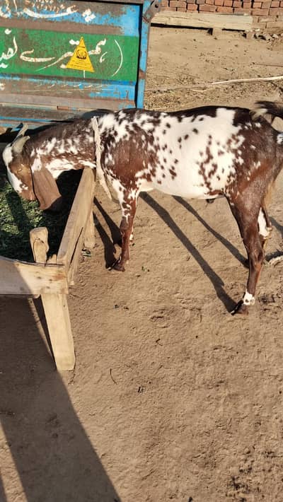 65000 donda bakra location Toba gojra rod 03157537109