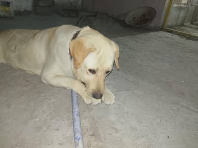 Confirm Breader Eng Labrador Female Final Price 60K . 03005314163