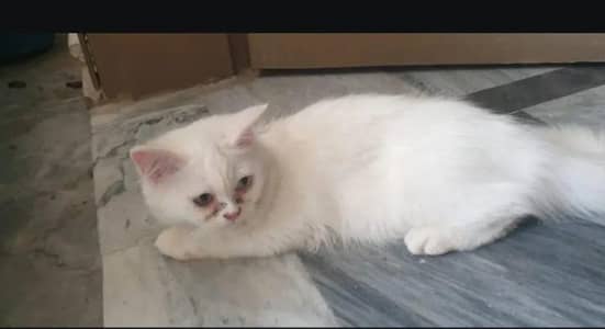 persian white cat