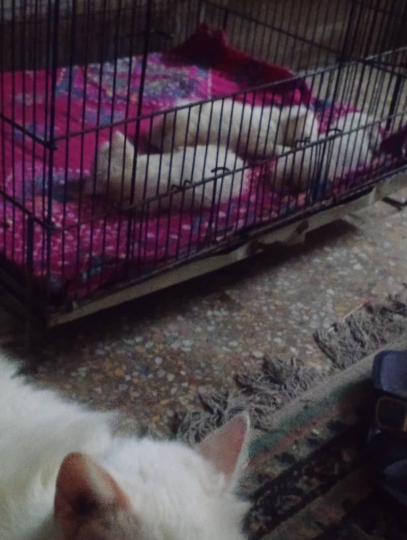 kitten 1