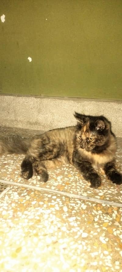 parsion cat