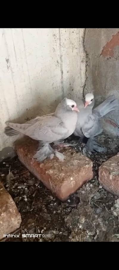 silver mukhi chicks pair for sale