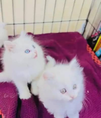 Persian female kitten for sale all Pakistan delivery available