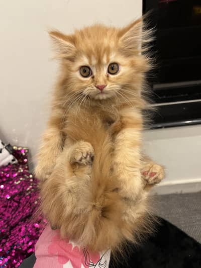 Persian Kitten Female