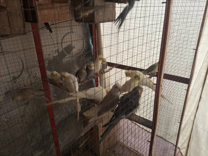 birds 0