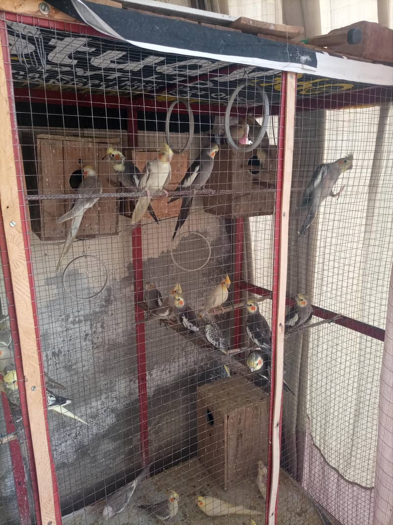 birds 2