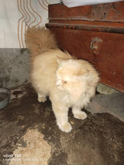 Brown color ki cat ha lamba lamba ball ha motii motii chal ha