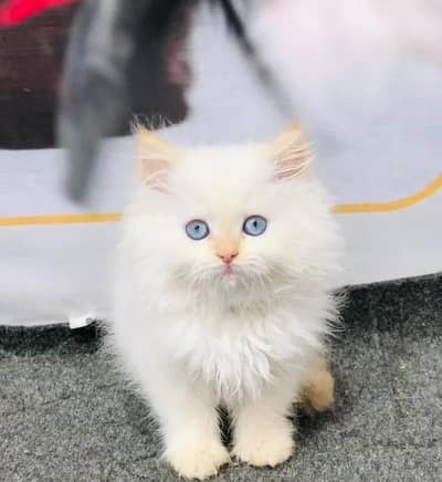 Persian female kitten for sale all Pakistan delivery available