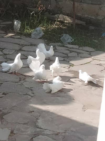 Lakky pigeons