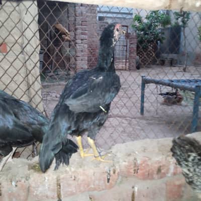 aseel murgi lasani