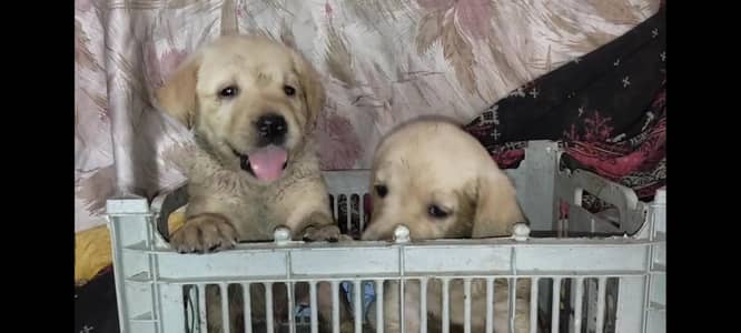 Labrador Puppies Male & Female