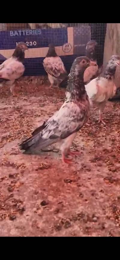 pigeon
