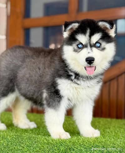 Siberian husky fore sale Whatsapp number 0340.4237994