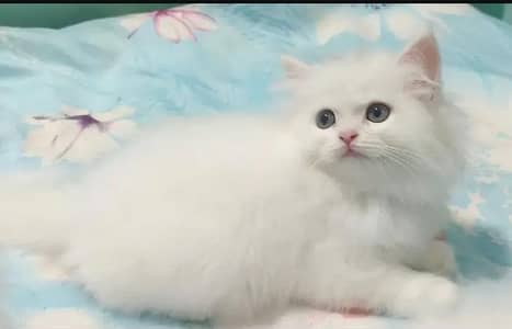 Persian female kitten for sale all Pakistan delivery available