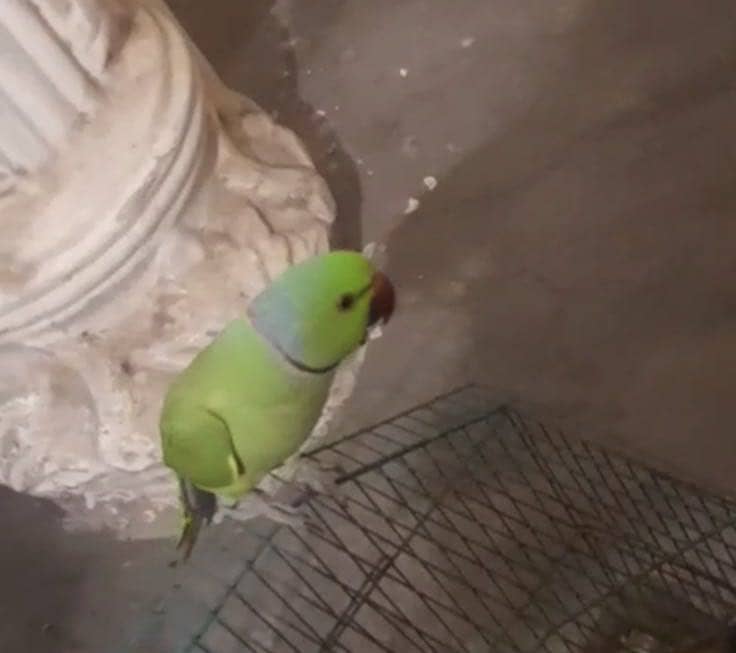 Pair sell conure 3