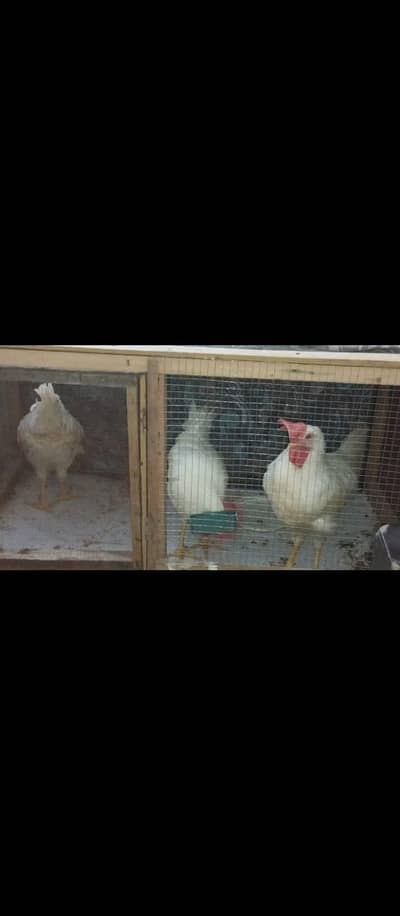 3 White leghorn Roosters for sale in lahore