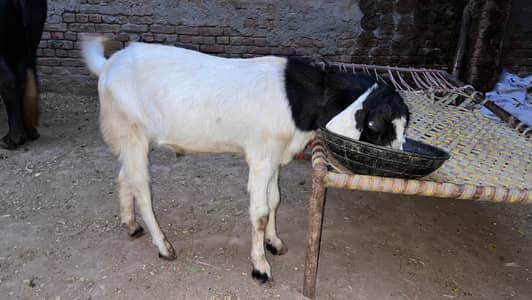 bakra