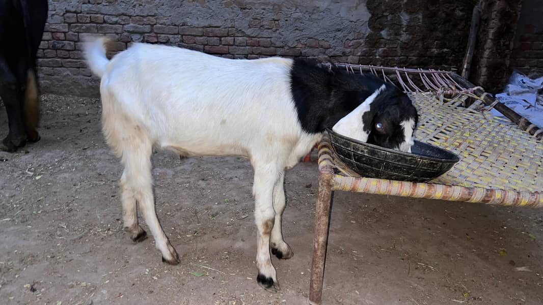 bakra 0