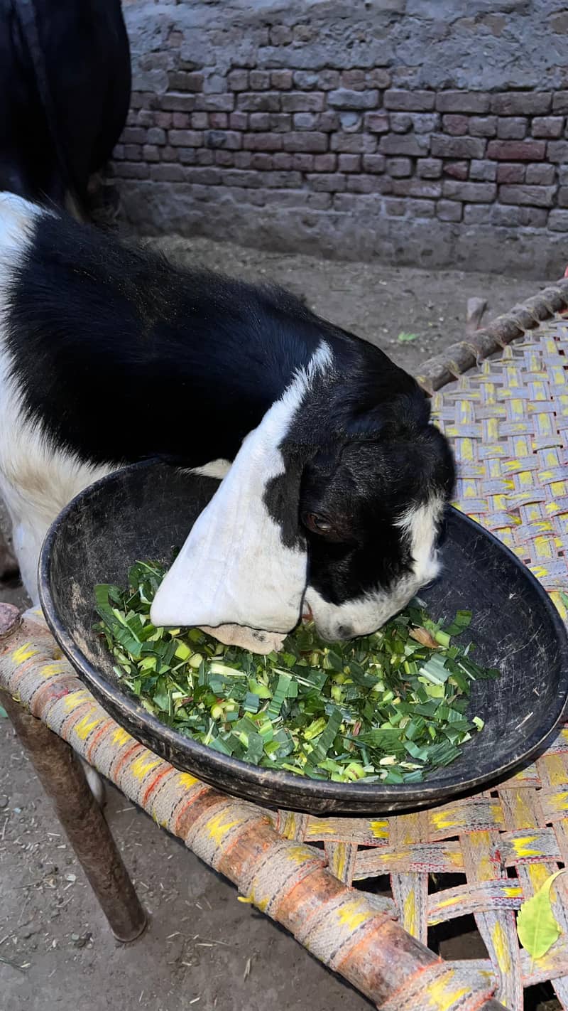 bakra 1