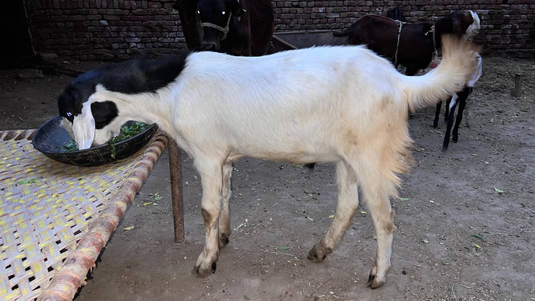 bakra 2