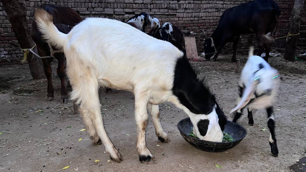 bakra 3