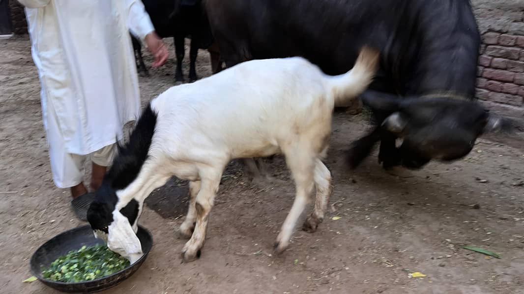 bakra 4