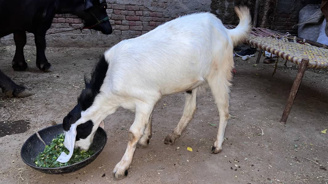 bakra 5