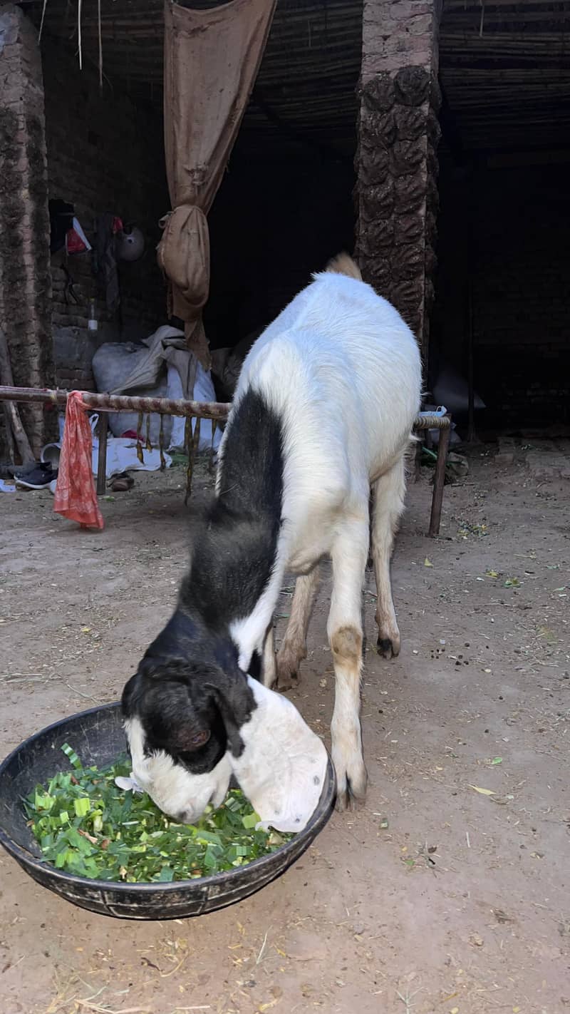 bakra 6