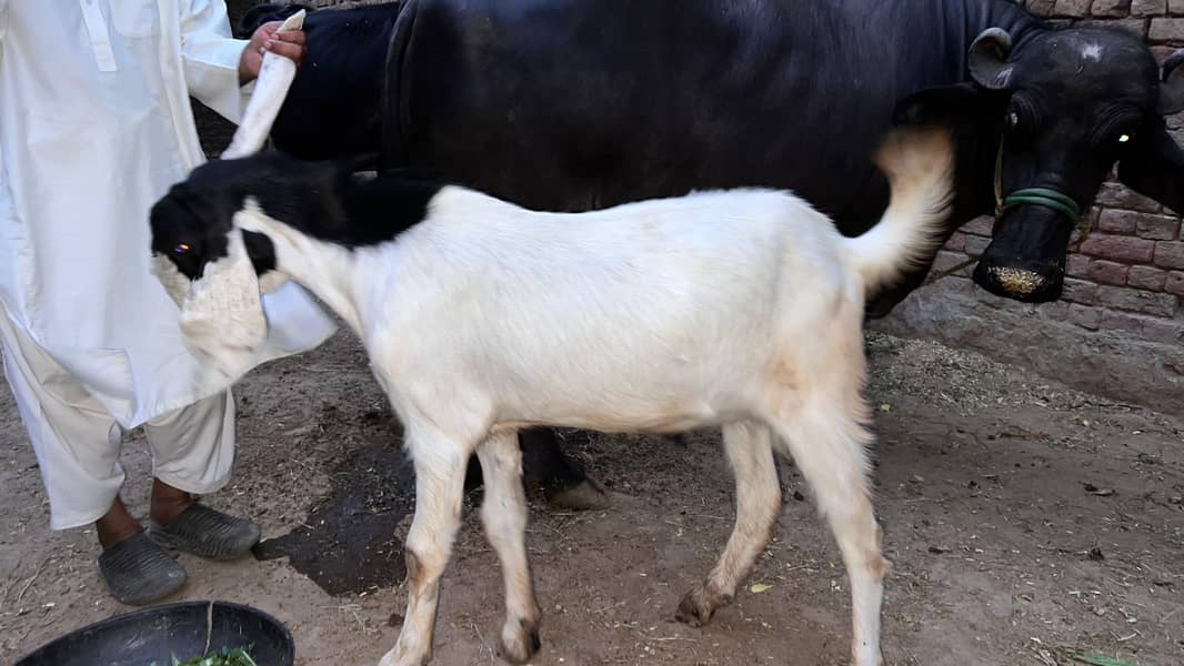 bakra 7