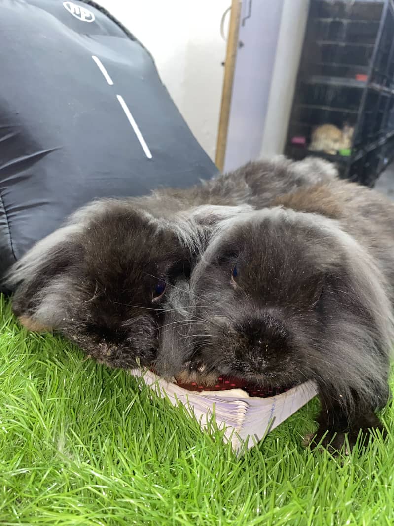 Fuzzy lop 1