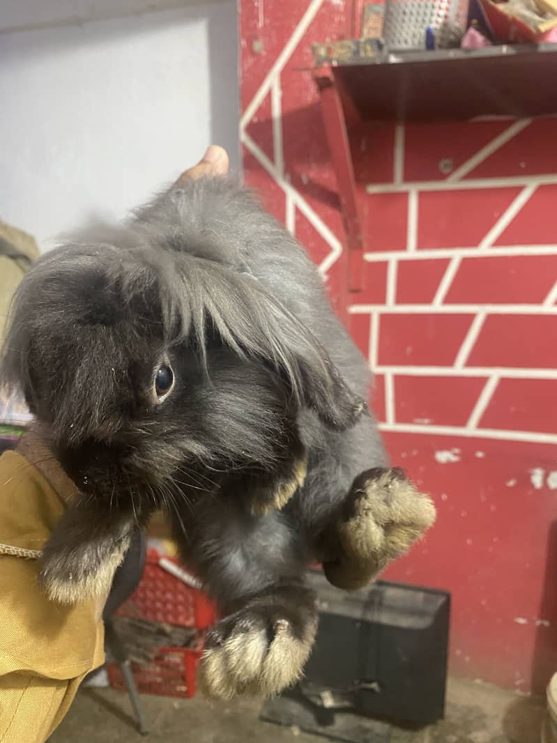 Fuzzy lop 2