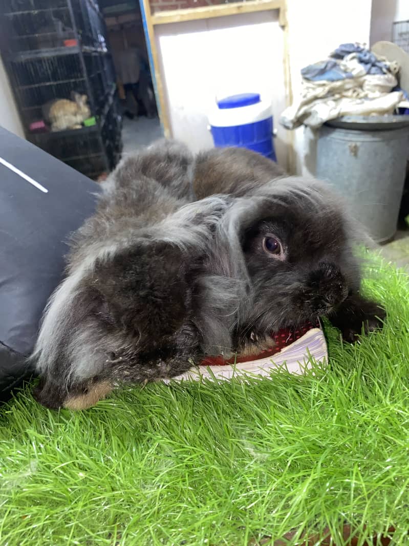 Fuzzy lop 3