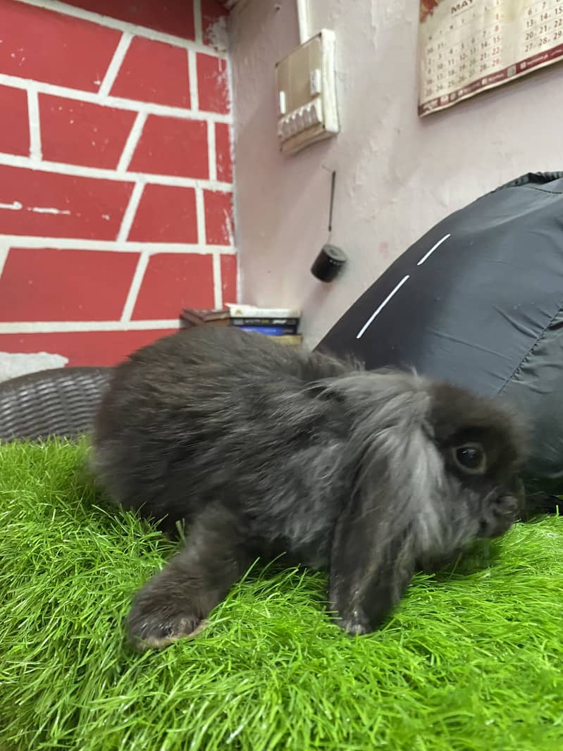 Fuzzy lop 4