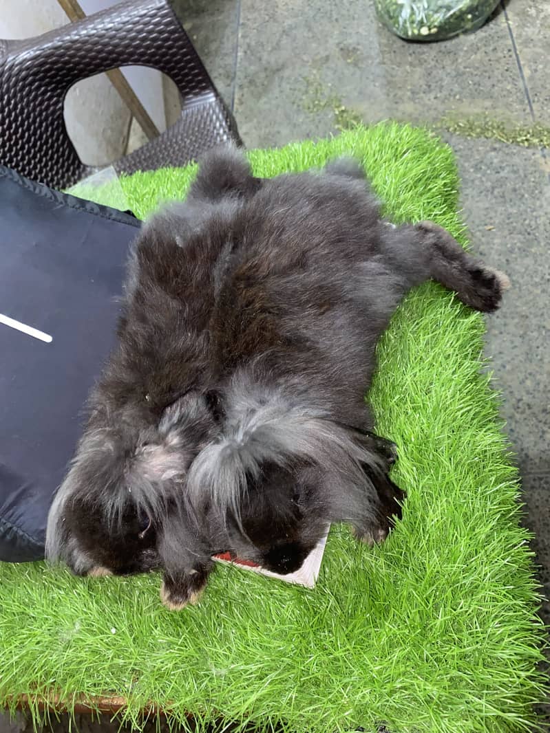 Fuzzy lop 5
