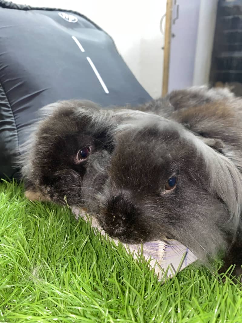 Fuzzy lop 6