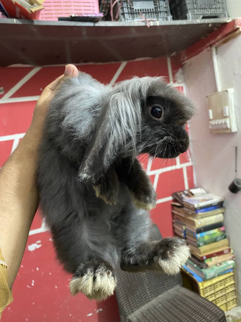 Fuzzy lop 0