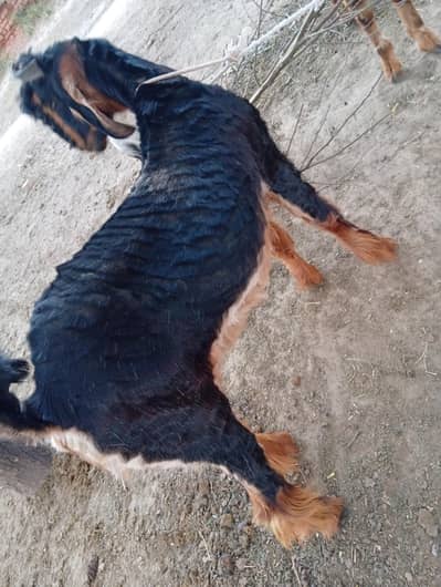 Healthy black and brown Bakra age 15 months for qurbani